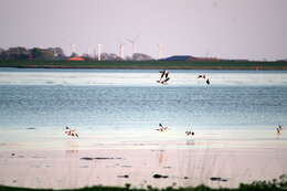 Image of shelduck, common shelduck