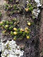 Image of orthotrichum moss