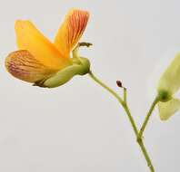 Image of Aeschynomene rehmannii Schinz