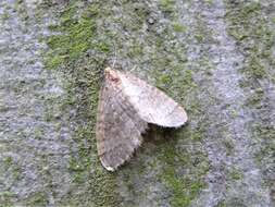 Image of winter moth