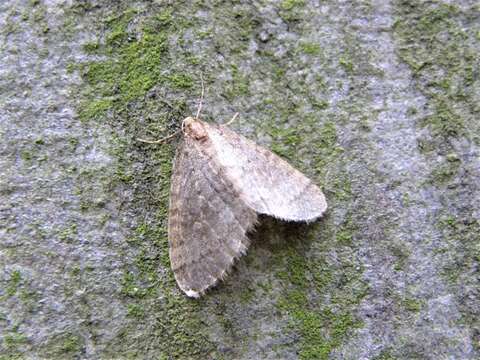 Image of winter moth