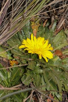 Image of Hypochaeris sessiliflora Kunth