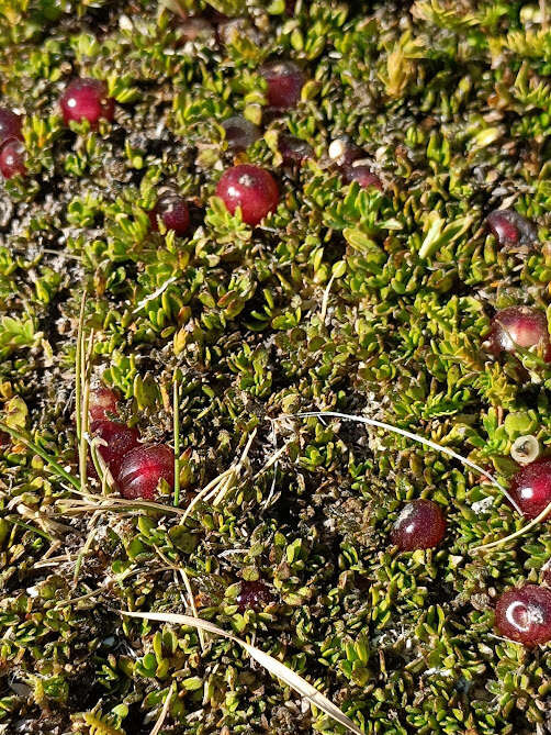 Image of Coprosma atropurpurea (Cockayne & Allan) L. B. Moore