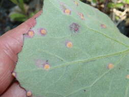 Imagem de Puccinia poarum Nielsen 1877