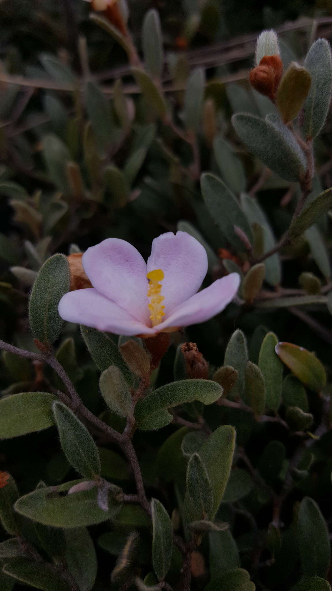 Image of Xerochlamys itremoensis Hong-Wa