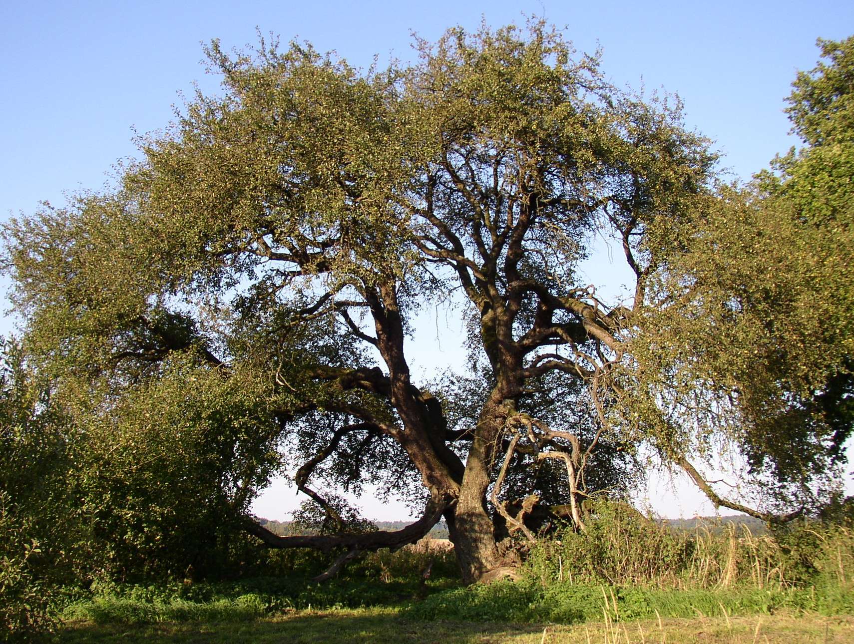 Imagem de Malus sylvestris Mill.