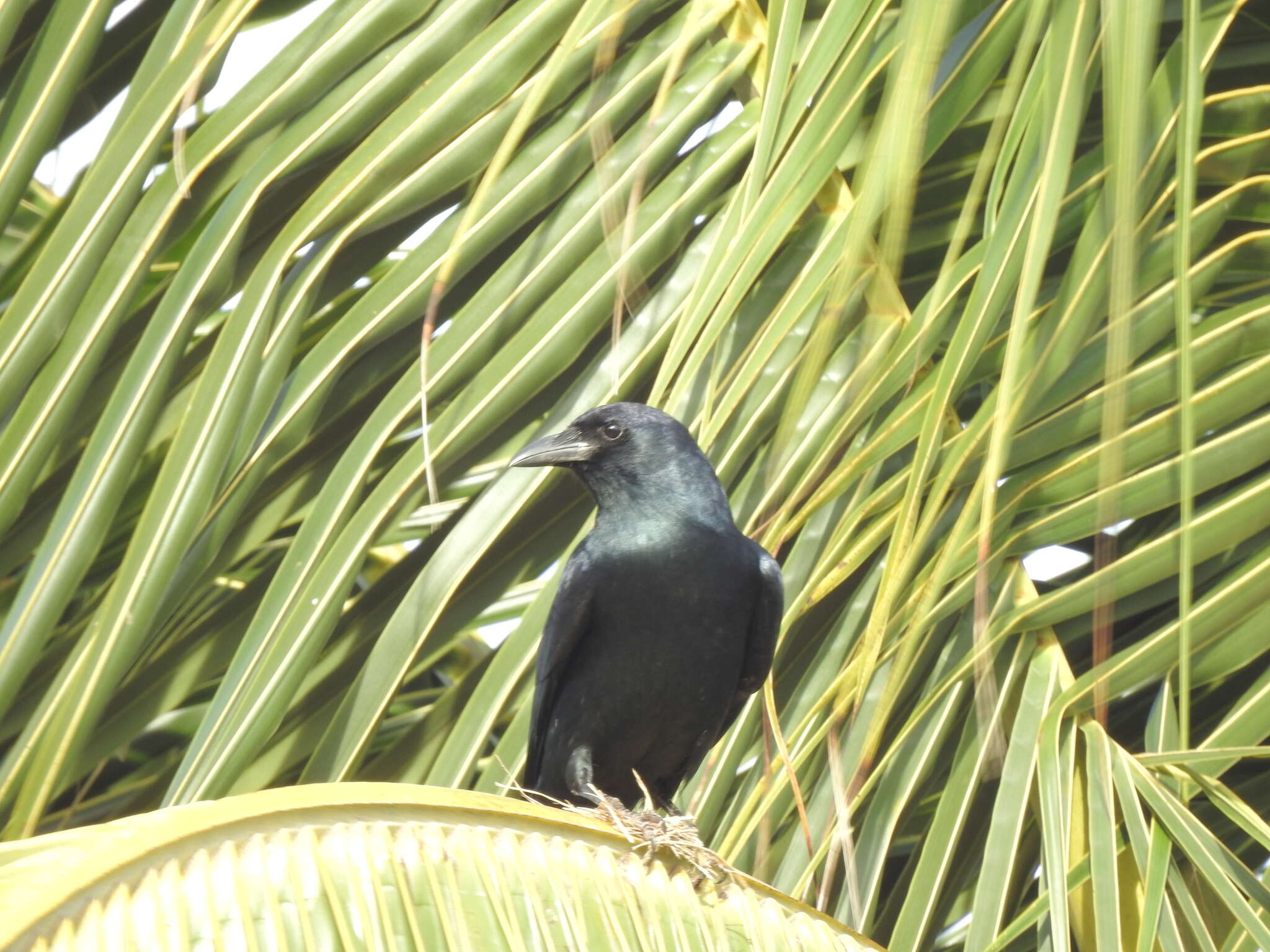 Imagem de Corvus sinaloae Davis & LI 1958