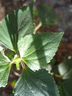 Plancia ëd Ageratina adenophora (Spreng.) R. King & H. Rob.