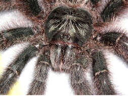 Image of Avicularia metallica