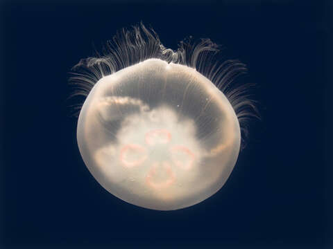 Image of Pacific moon jelly