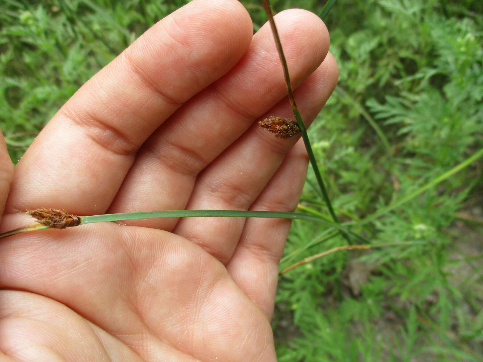 Слика од Schoenoplectus pungens var. longispicatus (Britton) S. G. Sm.