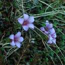 Image de Saxifraga oppositifolia subsp. oppositifolia