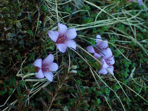 Image of purple mountain saxifrage