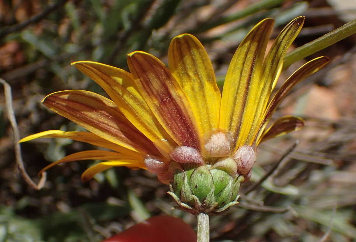 Image of Arctotis lanceolata Harv.