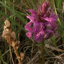 Image of Coeloglossum