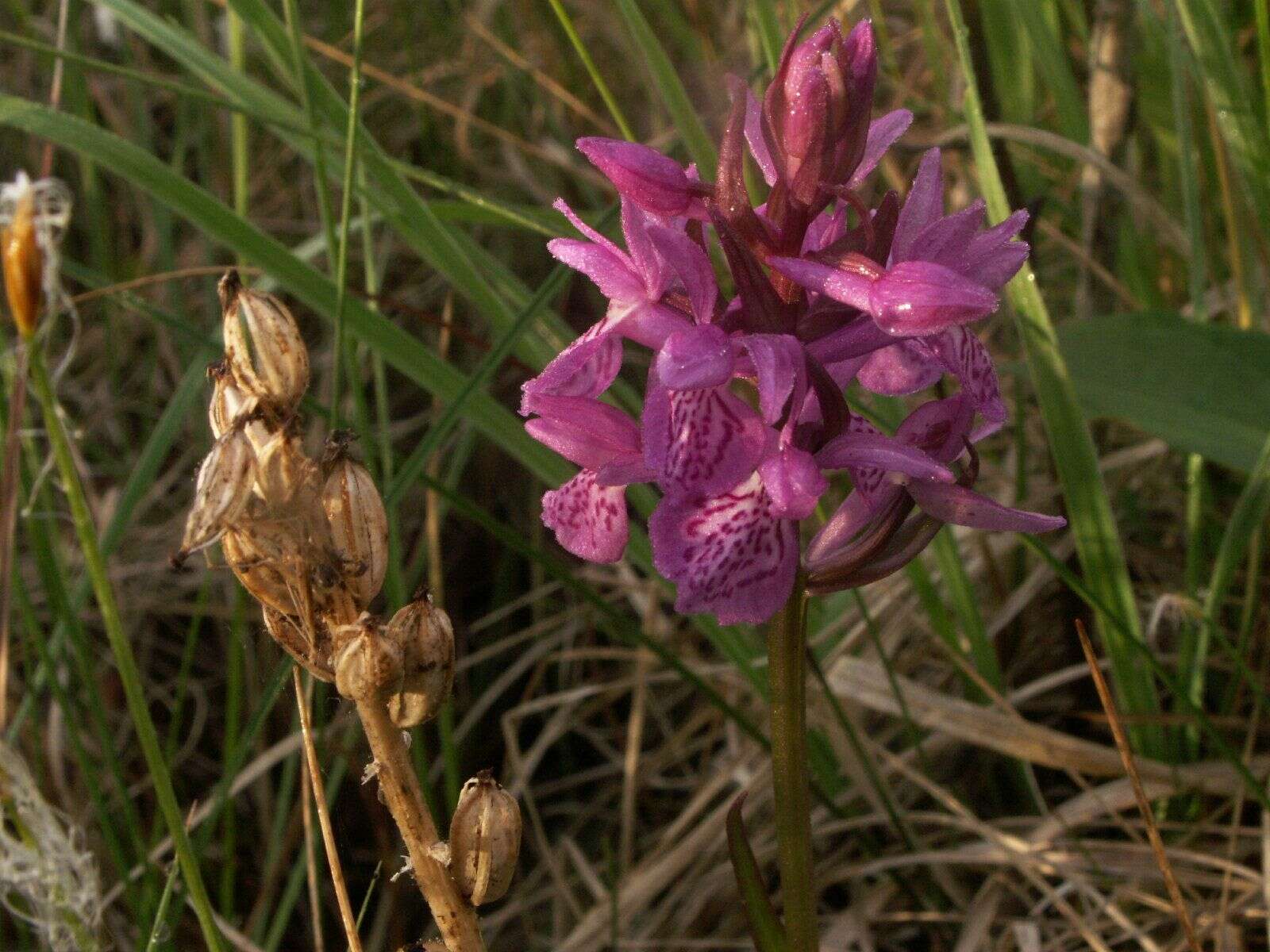 Image of Coeloglossum