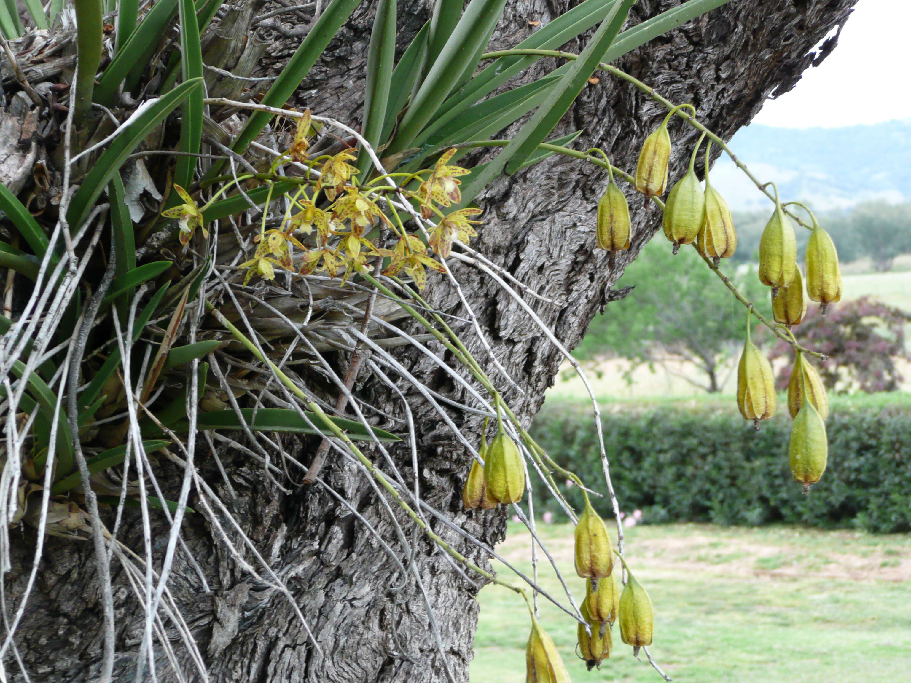 Sivun Cymbidium canaliculatum R. Br. kuva