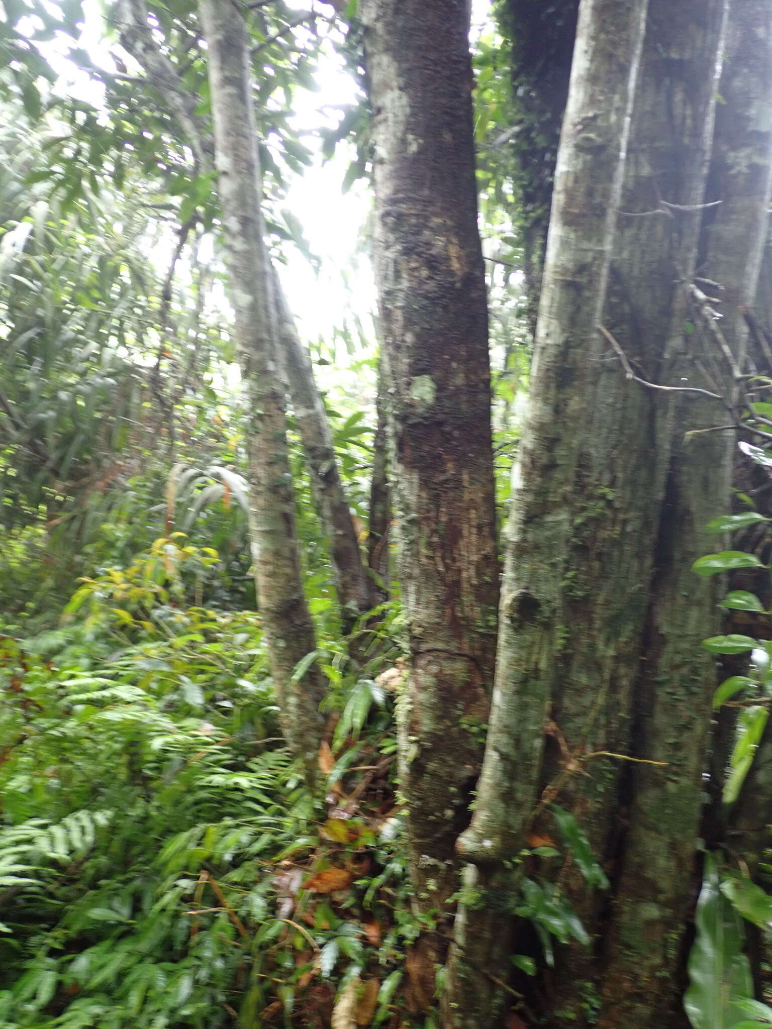 Image of Lithocarpus brevicaudatus (Skan) Hayata