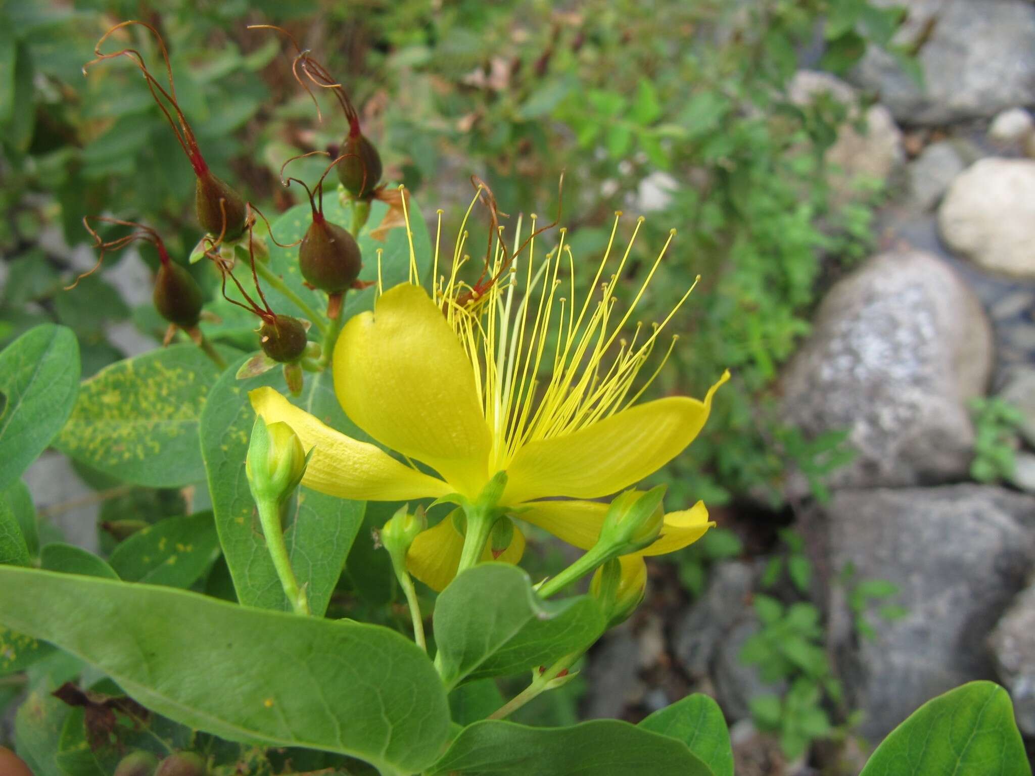 Image of Hypericum hircinum L.