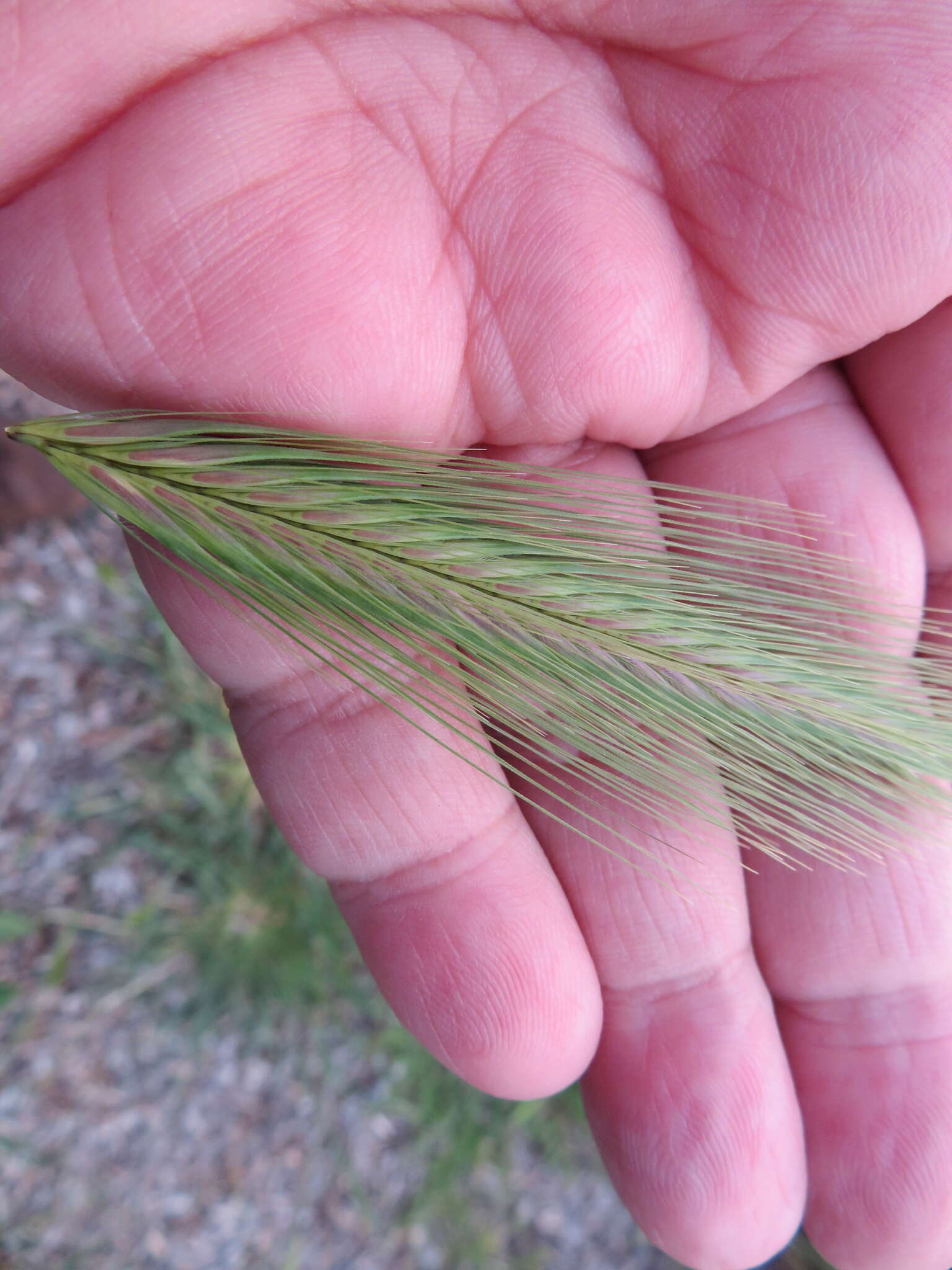 Image of smooth barley