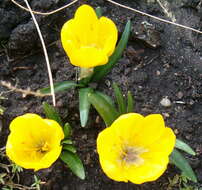 Image of winter daffodil