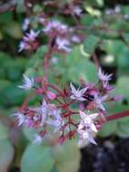 Image of Crassula multicava subsp. multicava