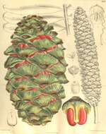 Image of Cycad