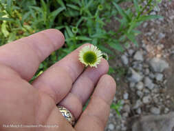 Image de Erigeron aliceae Howell