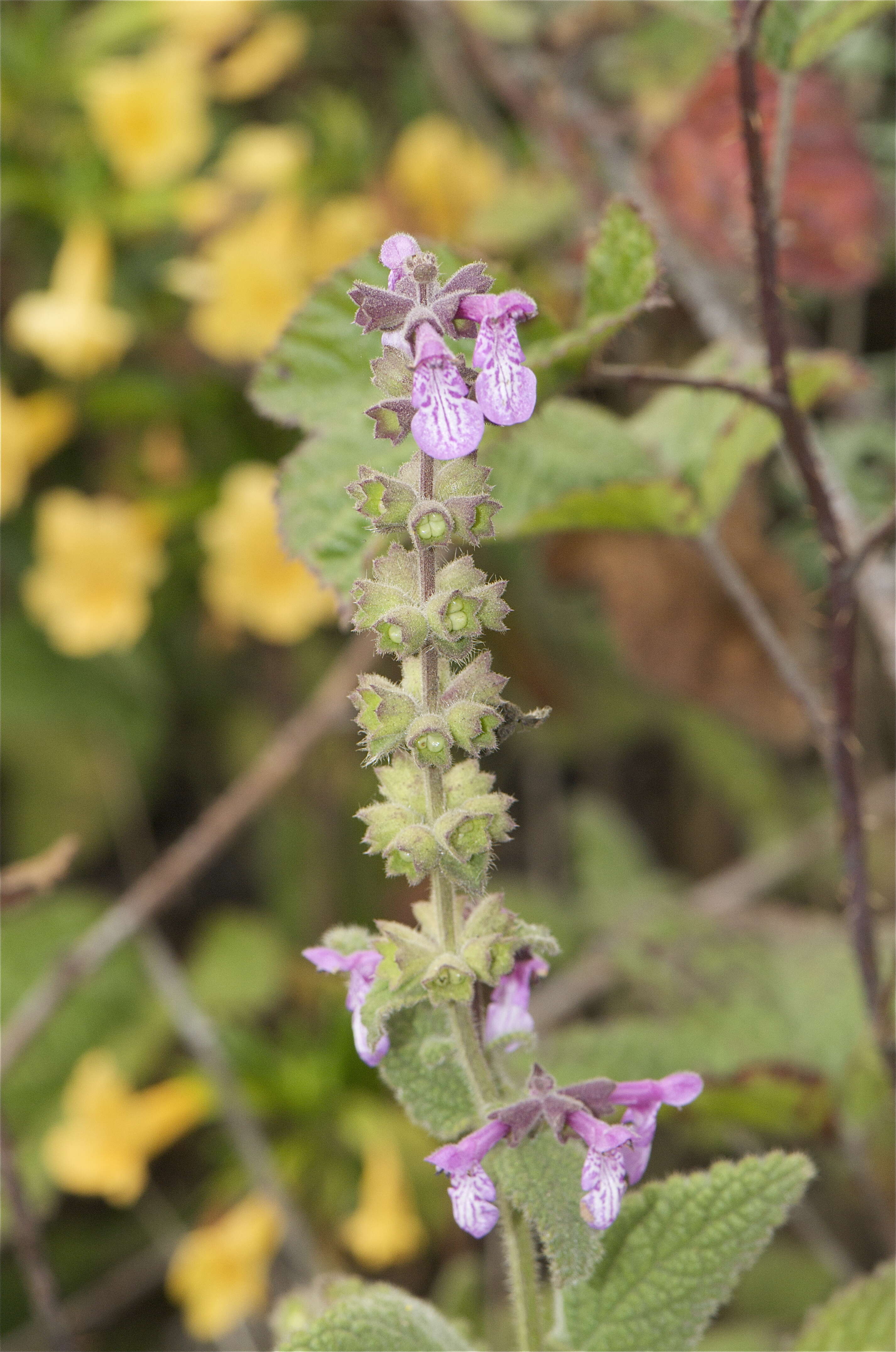 Stachys bullata Benth. resmi