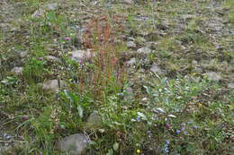 Image of Lapland Sorrel