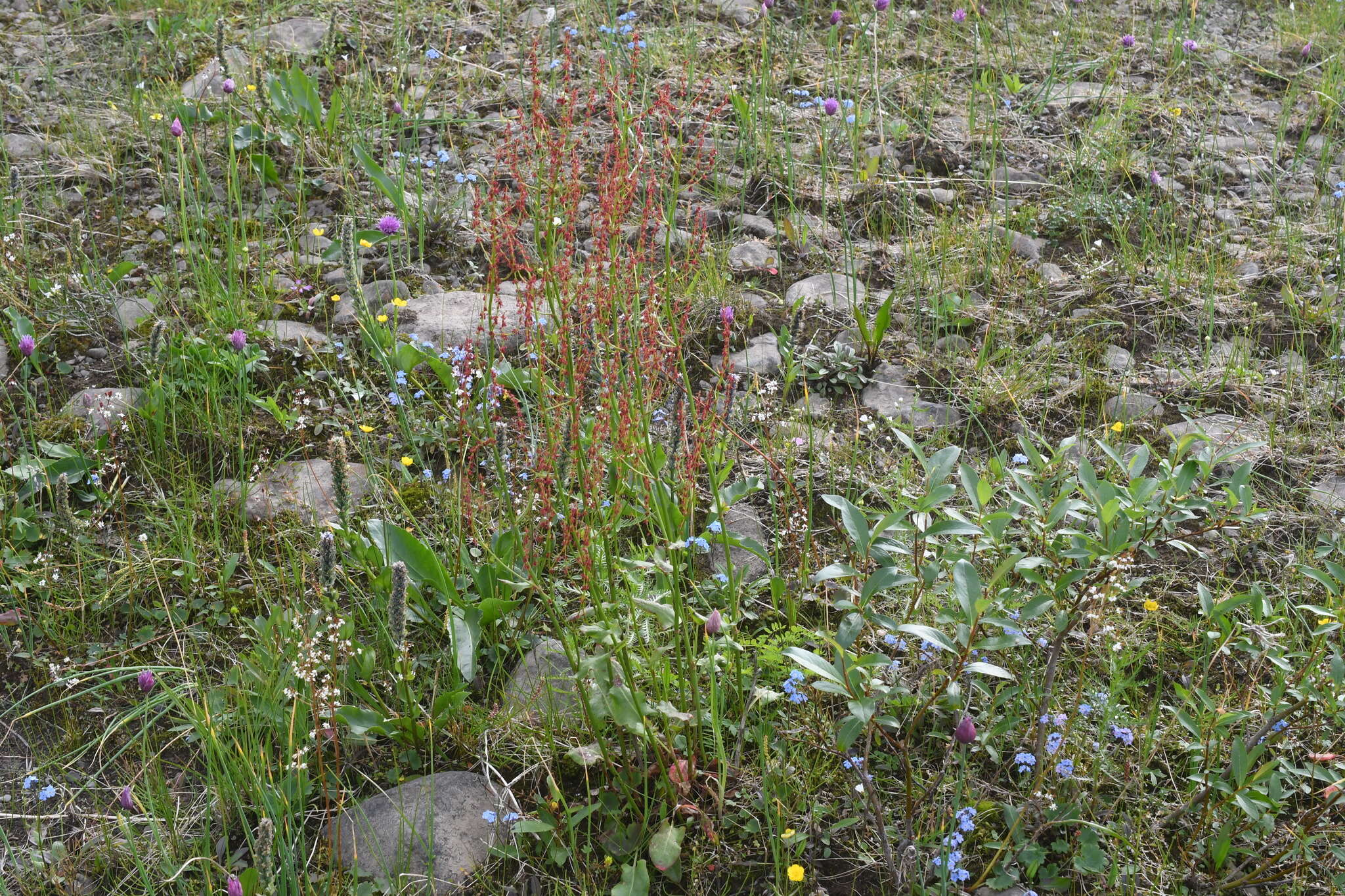 Image of Lapland Sorrel