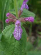 Stachys bullata Benth. resmi