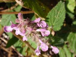 Stachys bullata Benth. resmi