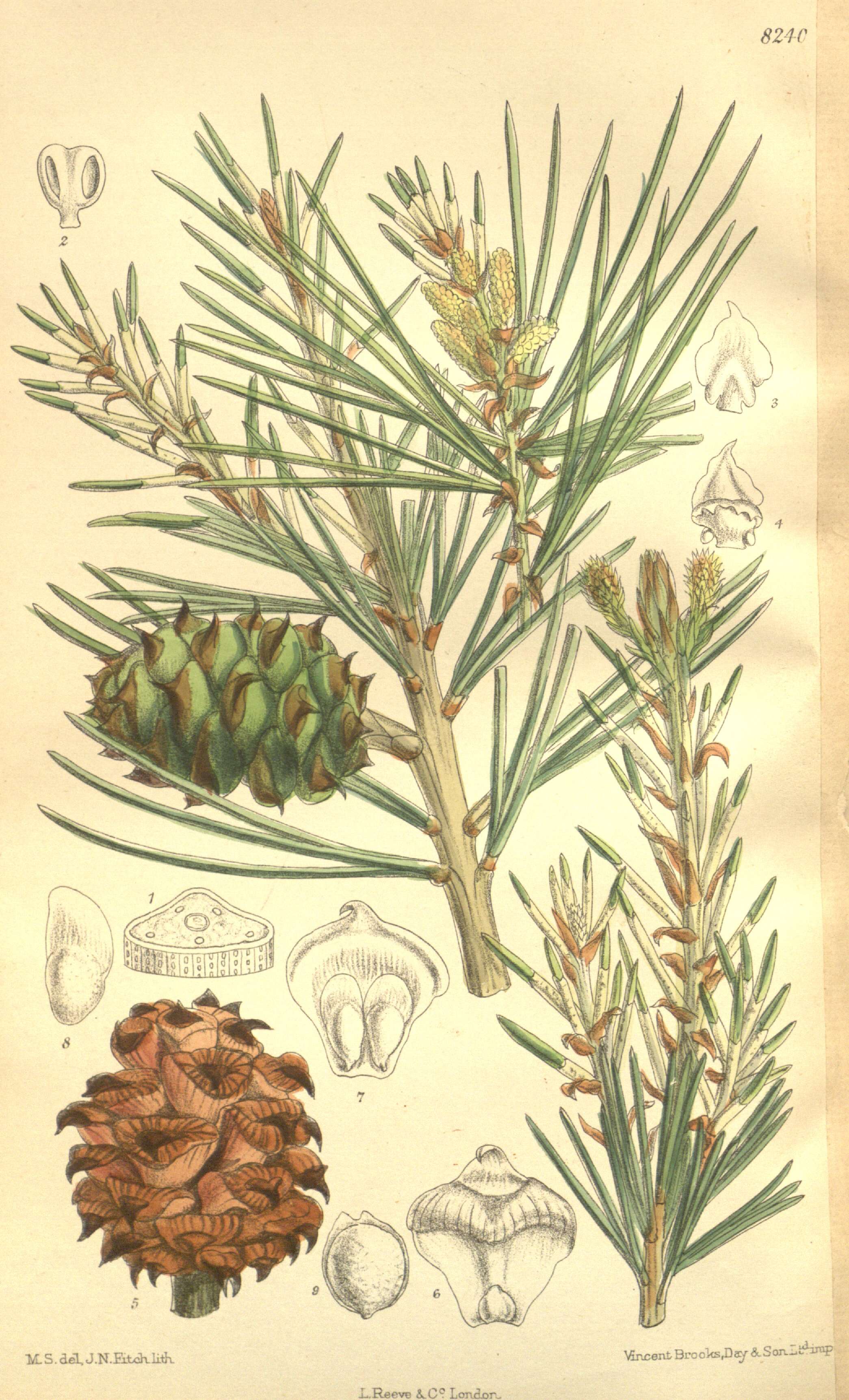 Image of Bunge's pine