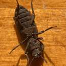 Image of Eastern Ironclad Beetle