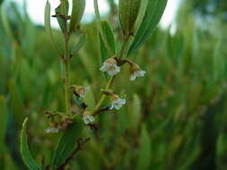 Image of Euclea sekhukhuniensis Retief, S. J. Siebert & A. E. van Wyk