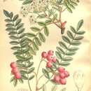 Plancia ëd Sorbus vilmorinii C. K. Schneid.