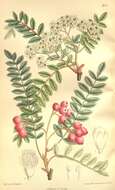 Plancia ëd Sorbus vilmorinii C. K. Schneid.