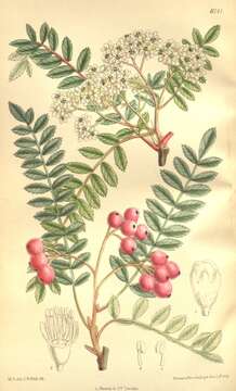 Image de Sorbus vilmorinii C. K. Schneid.