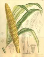 Image of Cycas micholitzii Dyer