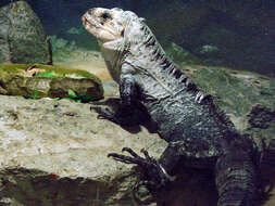 Image of Baker's Spinytail Iguana