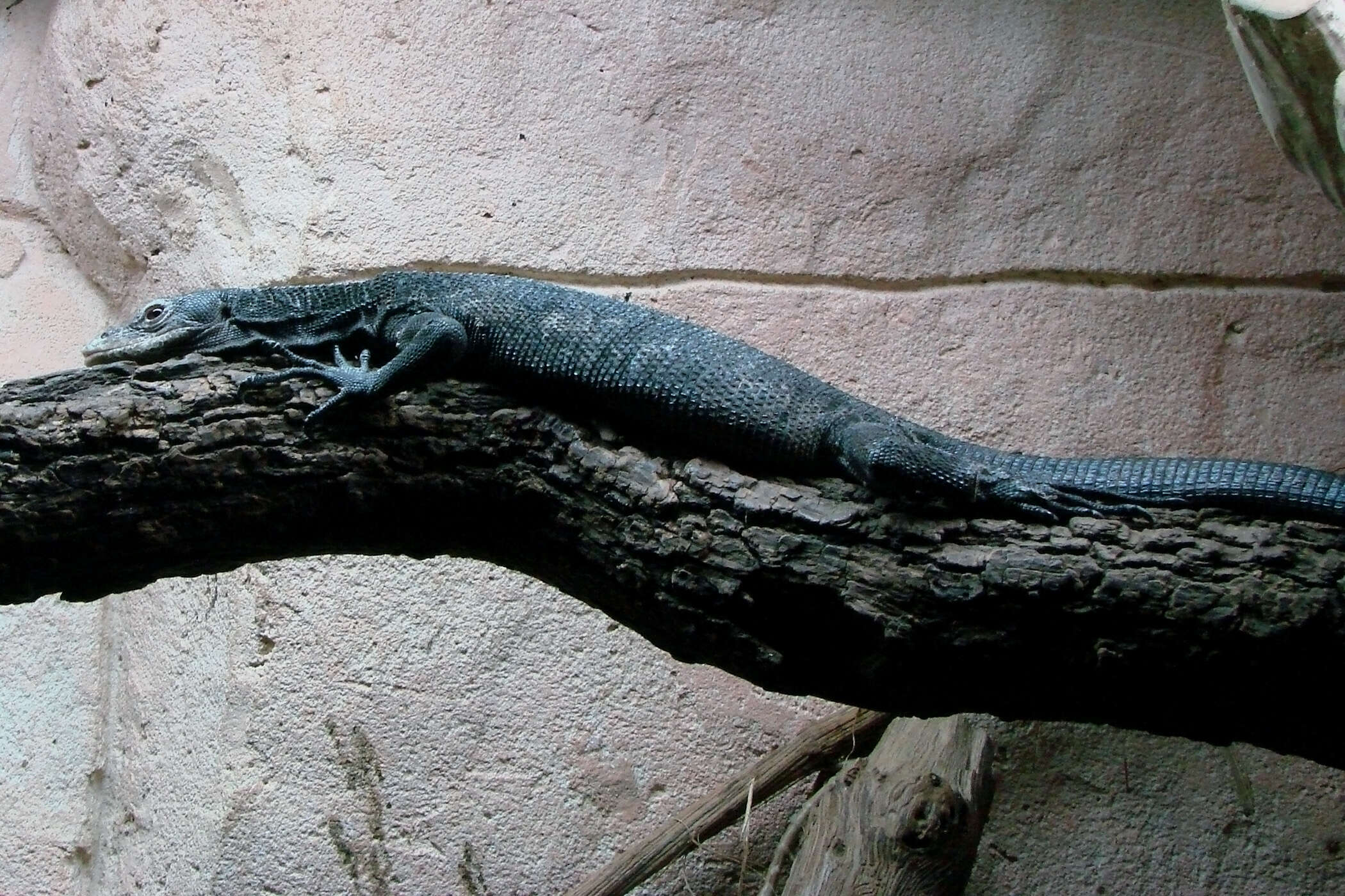 Image of Black Tree Monitor