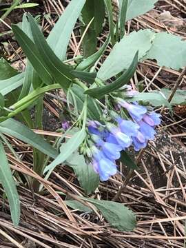 Image de Mertensia lanceolata (Pursh) A. DC.