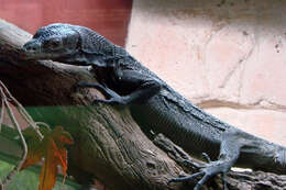 Image of Black Tree Monitor