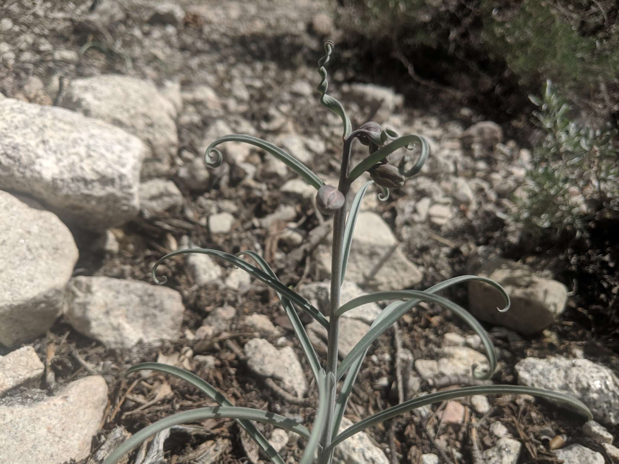 Image of Davidson's fritillary