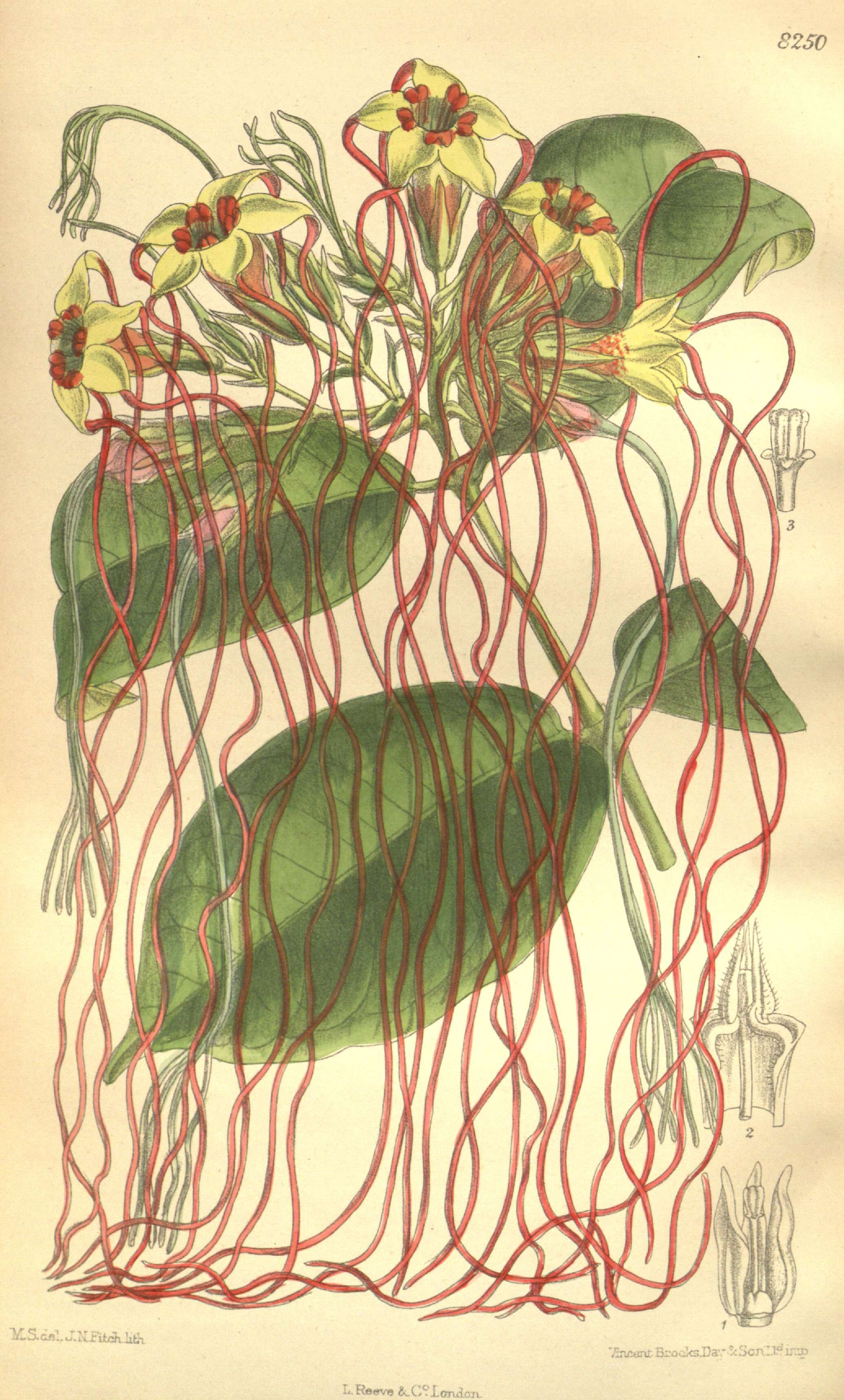 Image de Strophanthus preussii Engl. & Pax