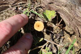 Image of Crepidotus subfulviceps (Murrill) Aime, Vila & P.-A. Moreau 2009