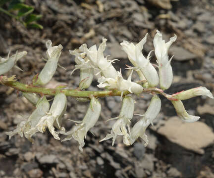 Image of Patterson's milkvetch