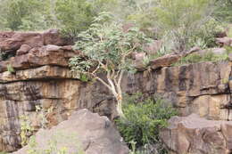 Image of Albizia tanganyicensis subsp. tanganyicensis