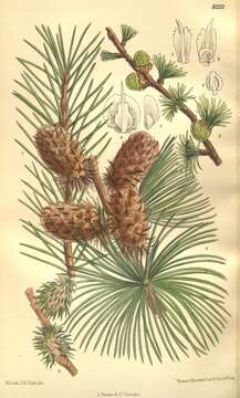 Imagem de Larix occidentalis Nutt.